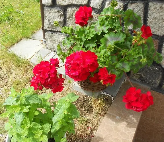 Goscinne Wiola Проживание в семье Владыславово